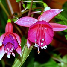 Схема вышивки «фуксия»