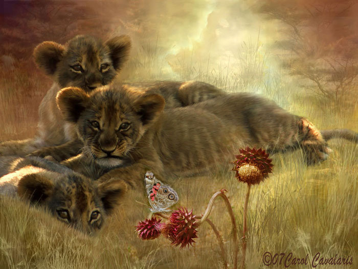 Африка - оригинал