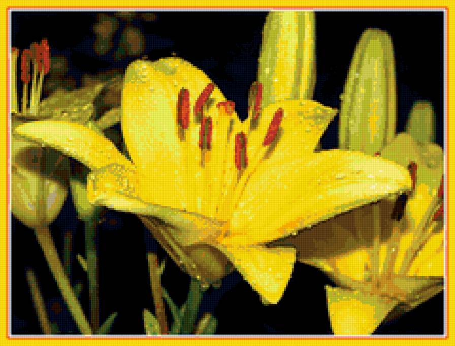 лилии - цветы, капли, лилии - предпросмотр