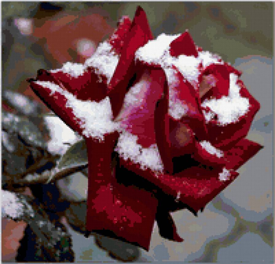 роза - снег, розы, цветок, цветы, роза - предпросмотр