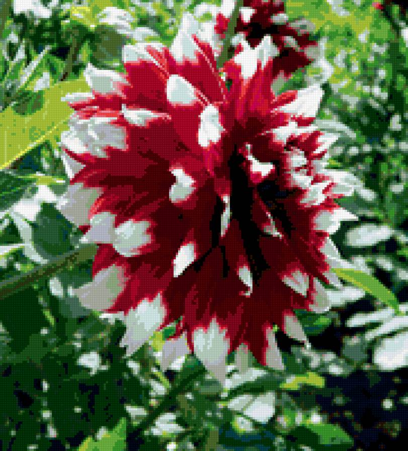 георгины - цветы, георгины - предпросмотр