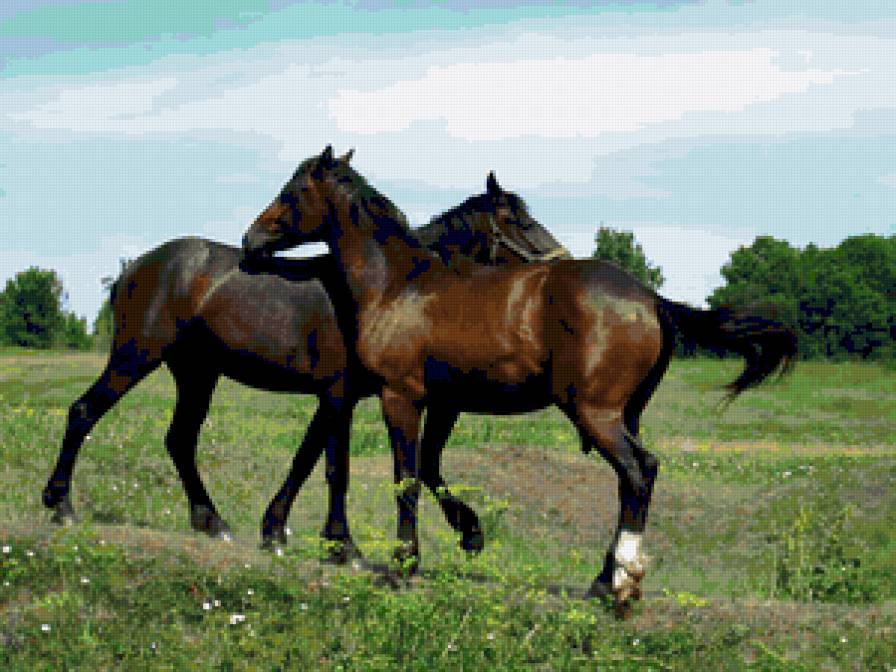 №352869 - кони, лошади, пейзаж, животные - предпросмотр