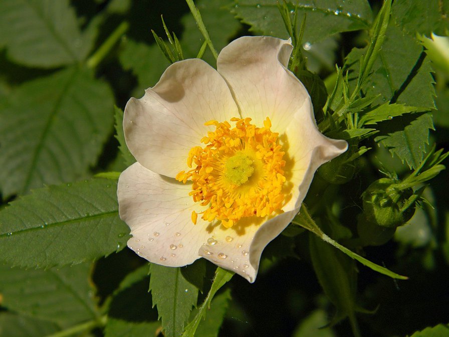 №352895 - роза, цветы, цветок, розы - оригинал