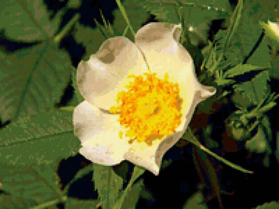 №352895 - цветы, цветок, роза, розы - предпросмотр