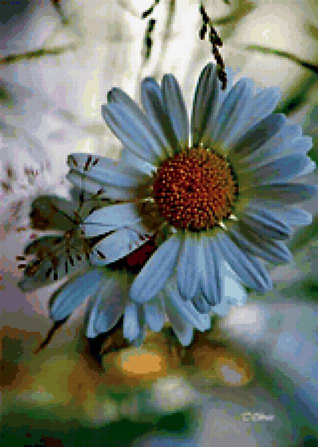 ромашка 2 - цветы - предпросмотр