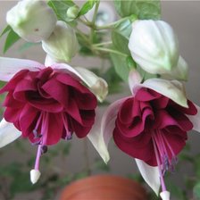 Схема вышивки «фуксия»