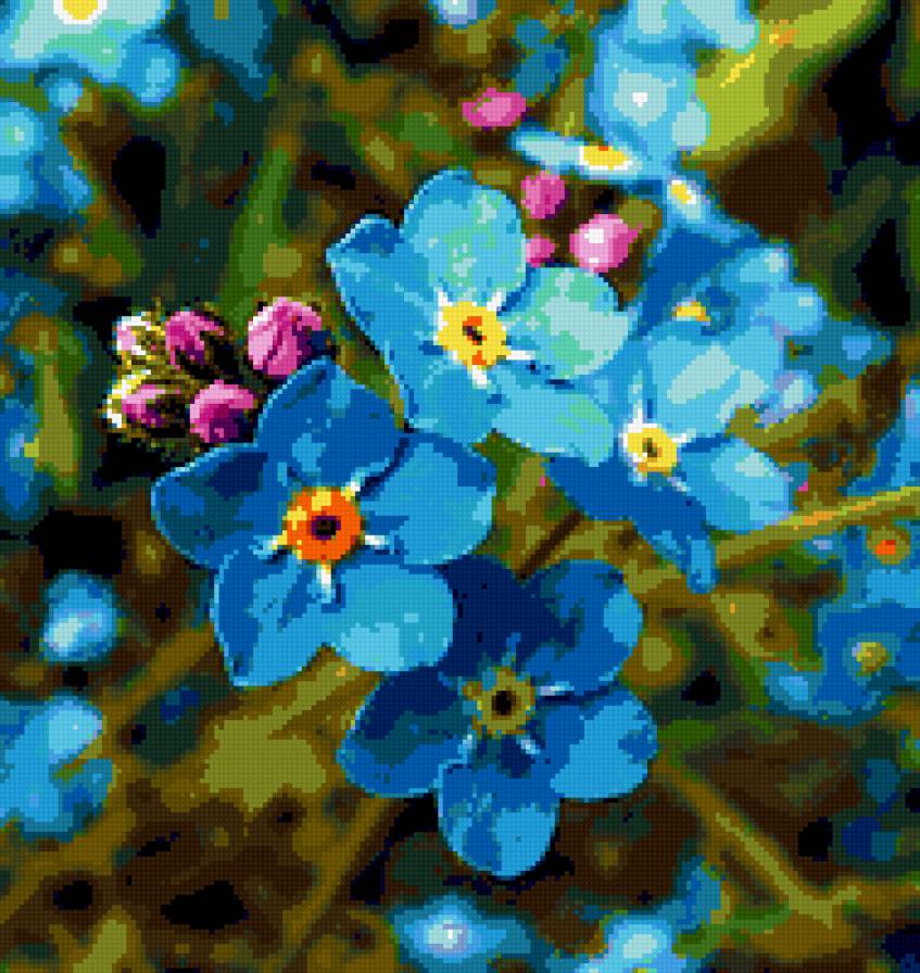 незабудки - картина цветы незабудки - предпросмотр