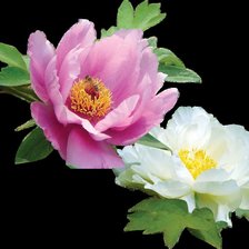 Схема вышивки «пионы»