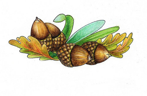 желуди - салфетка, желуди, натюрмюрт - оригинал