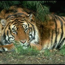 Схема вышивки «№353870»