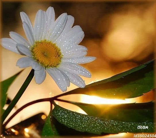 №353872 - оригинал