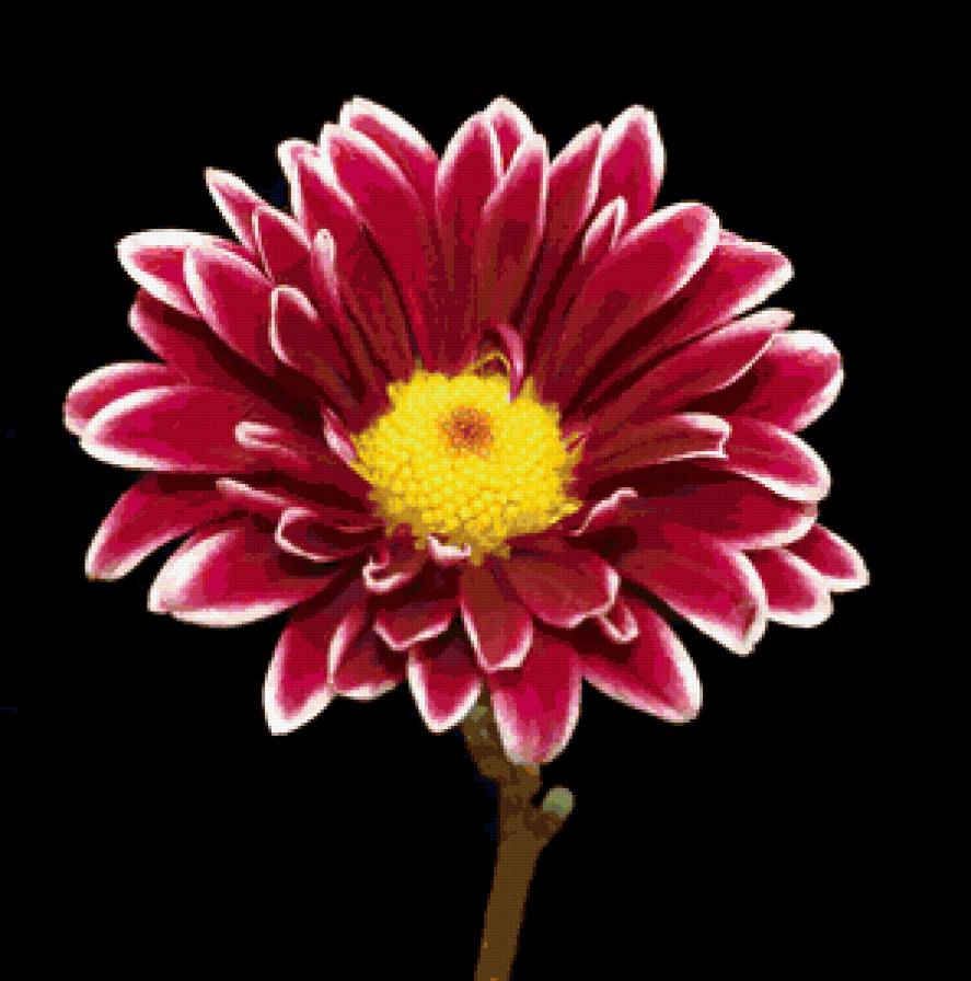 астра - цветы - предпросмотр