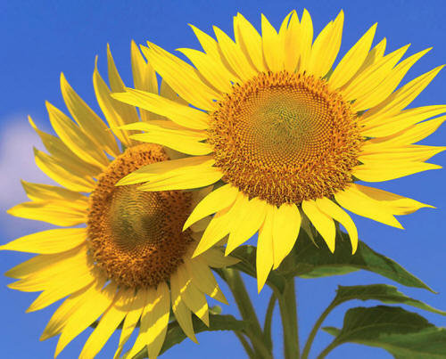 подсолнухи - цветы - оригинал