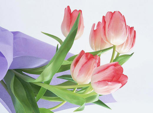 тюльпаны - цветы - оригинал