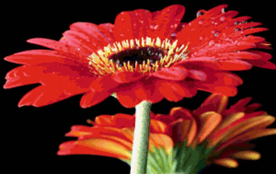 герберы - цветы - предпросмотр