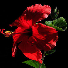 Схема вышивки «№353924»