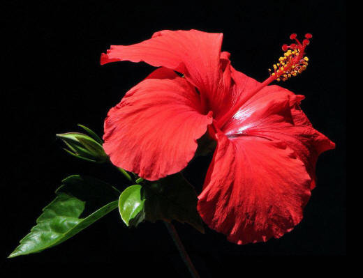 №353925 - цветы - оригинал