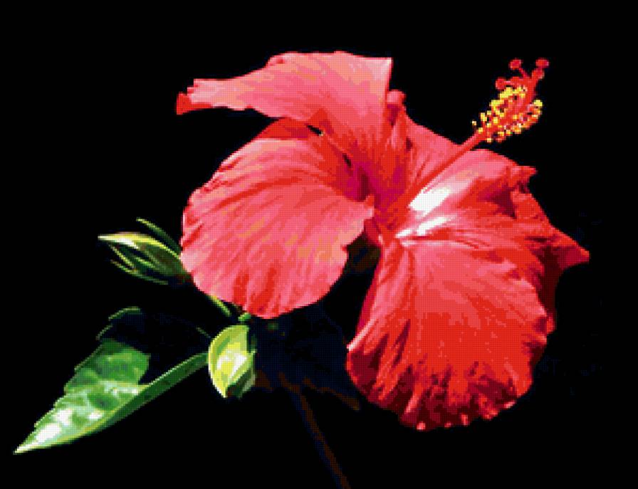 №353925 - цветы - предпросмотр