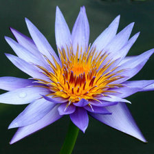 Схема вышивки «№353930»