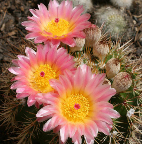 кактус - цветы - оригинал