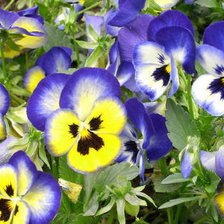 Схема вышивки «анютины глазки»