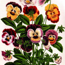 Схема вышивки «анютины глазки»