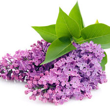 Схема вышивки «сирень»