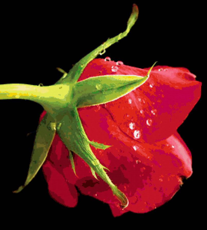 роза - цветы - предпросмотр