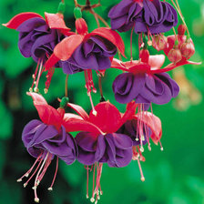 Схема вышивки «фуксия»