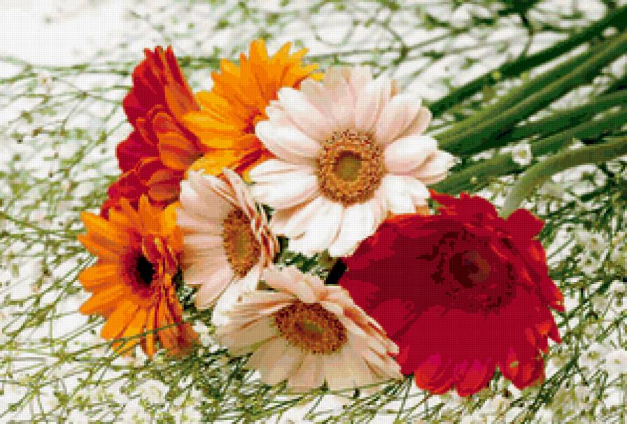 герберы - цветы - предпросмотр