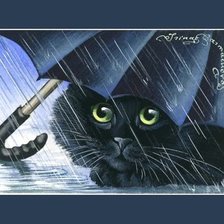 котик под зонтиком