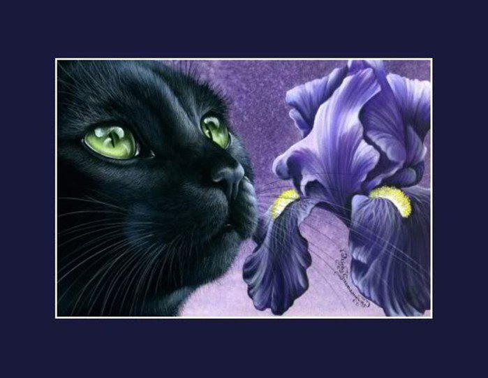 черный кот - животные - оригинал