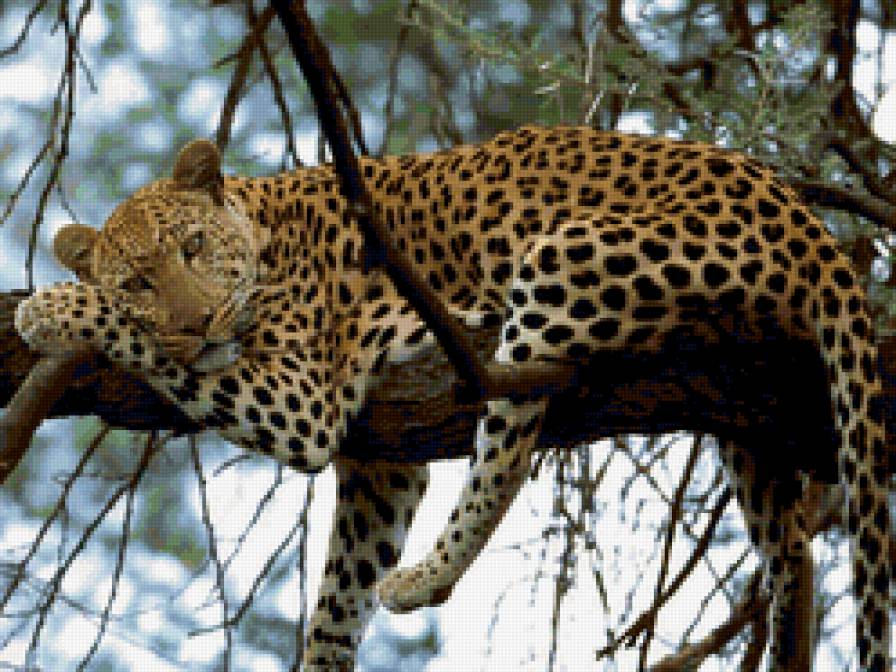 леопард - леопард, кошки, животные - предпросмотр