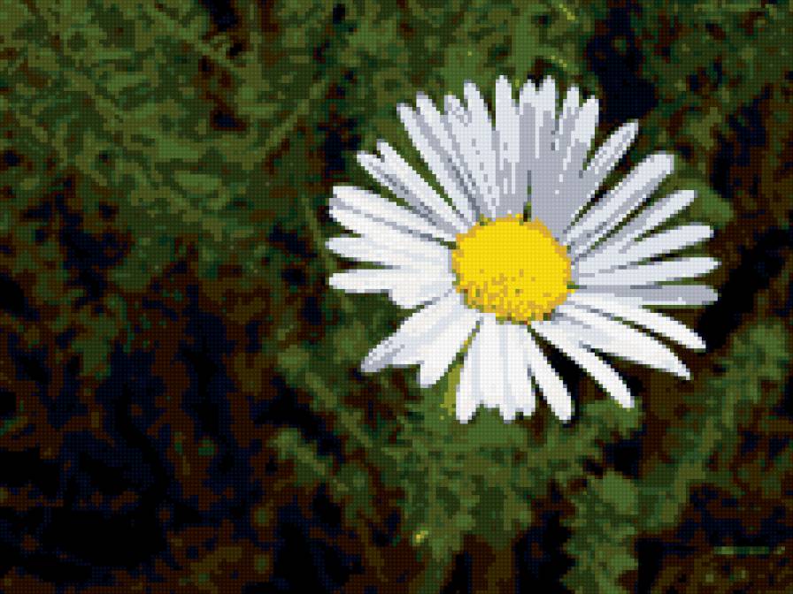 ромашка - ромашка, цветок - предпросмотр