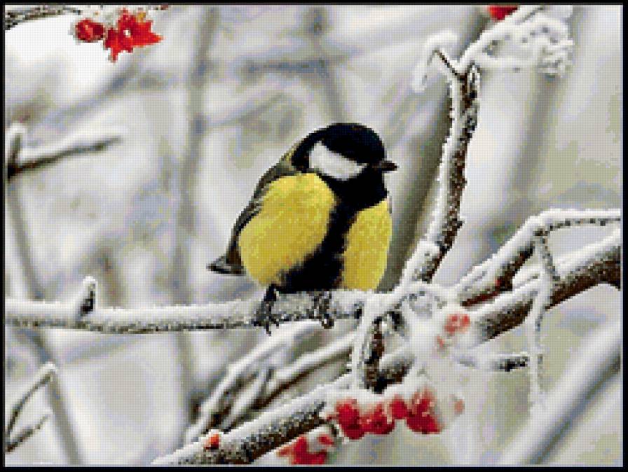 Синичка - синичка, птицы - предпросмотр