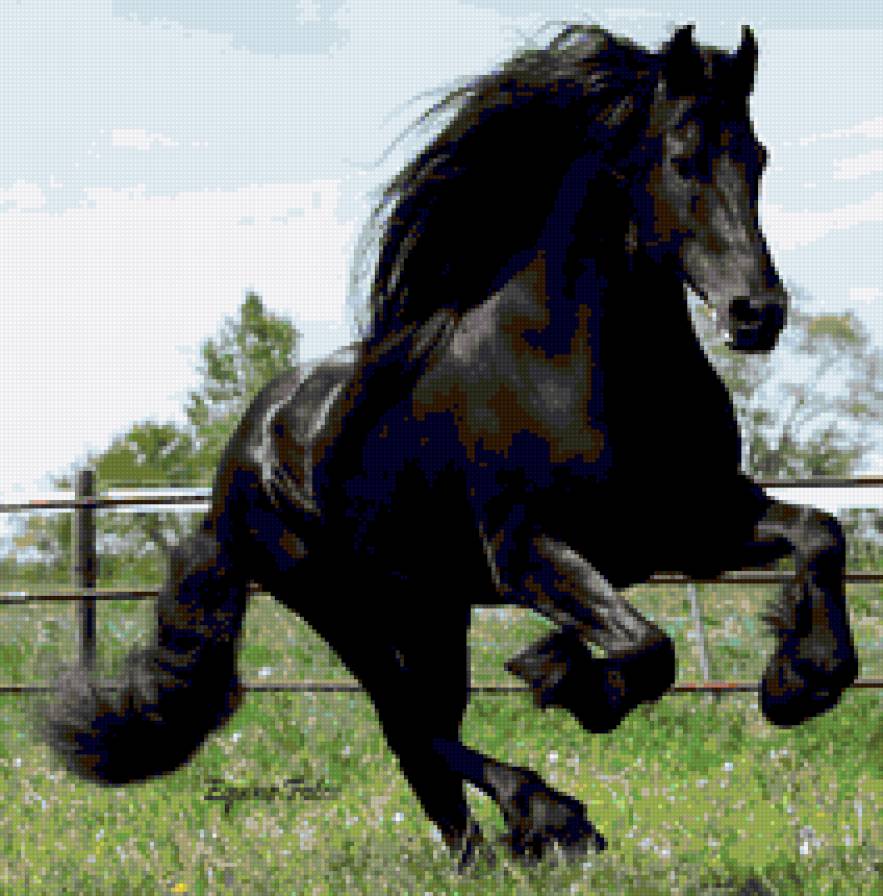 Фриз - фриз, животные, лощади - предпросмотр