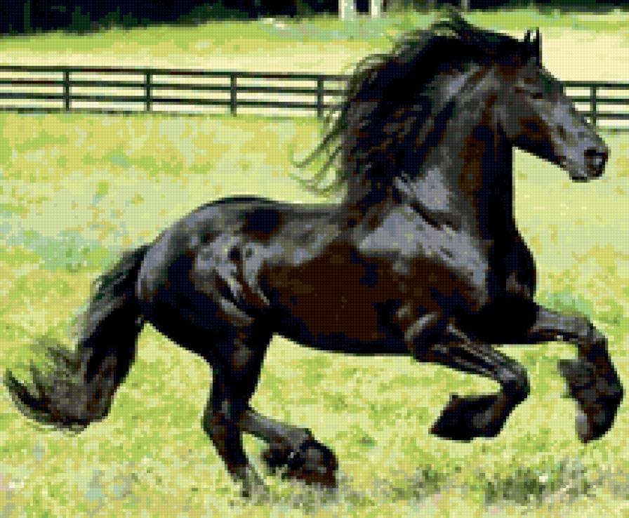 Фриз - животные, фриз, лошади - предпросмотр