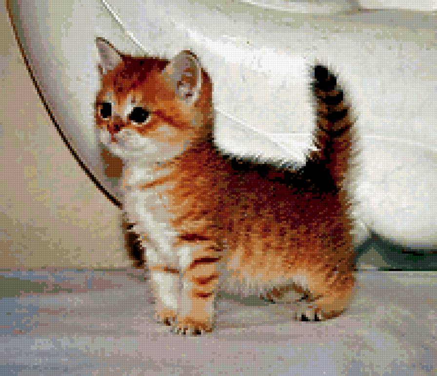 я, тигла - ждивотное, котенок - предпросмотр