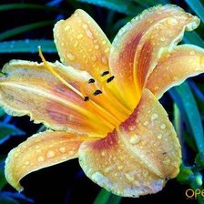 Схема вышивки «лилия в росе»