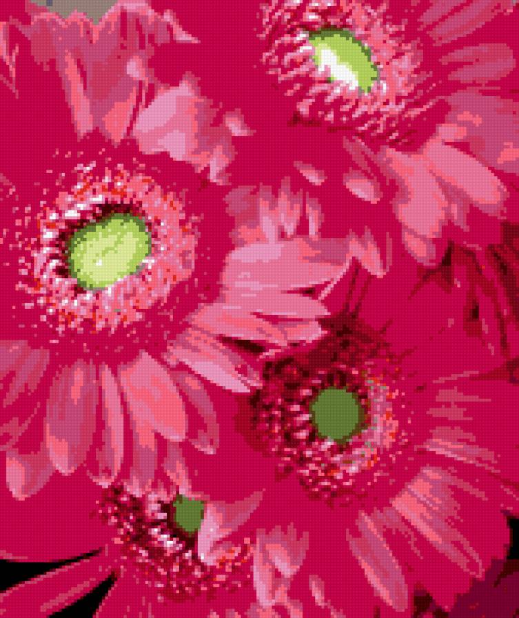 ГЕРБЕРЫ - цветы, герберы - предпросмотр