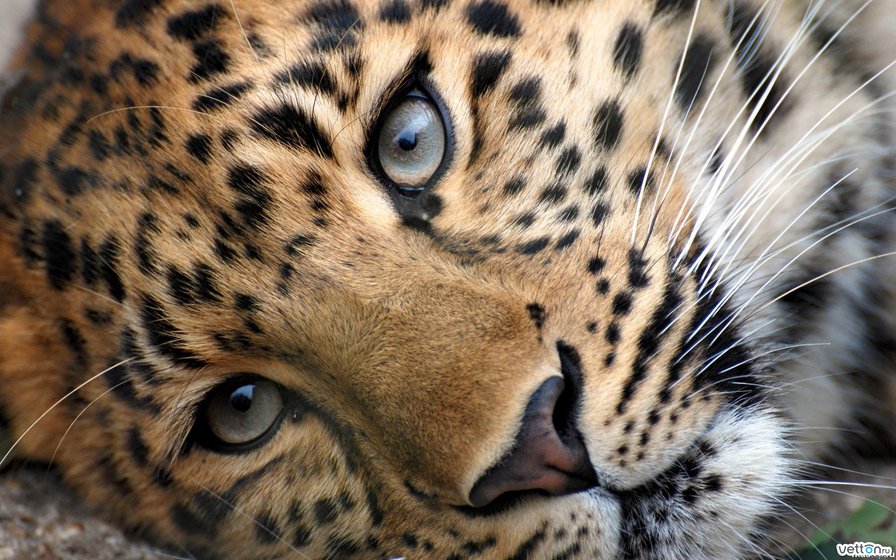 Большая кошка задумалась))) - природа, кошка, зверь, глаза, леопард, дикая - оригинал