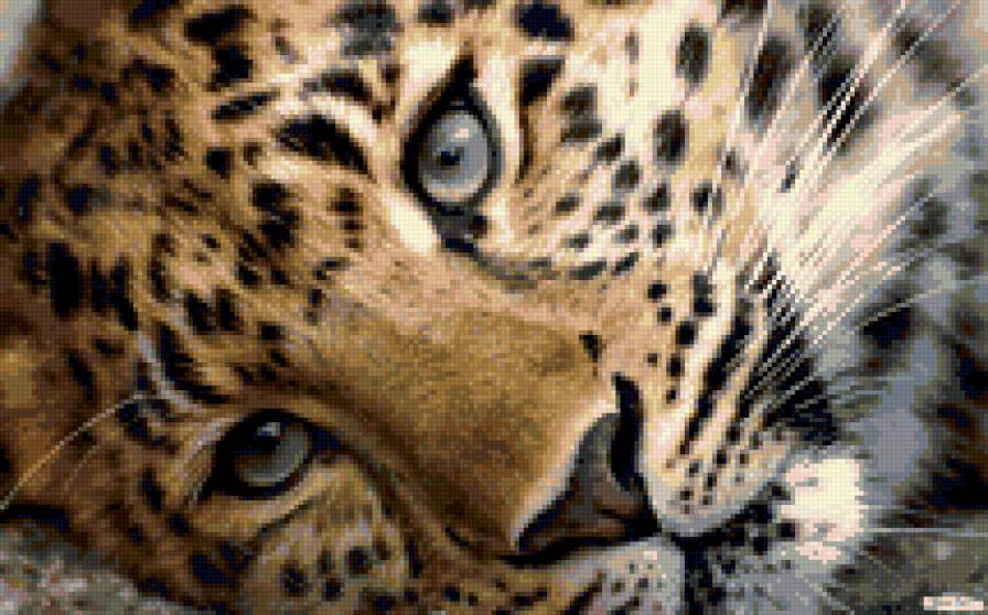 Большая кошка задумалась))) - зверь, леопард, дикая, глаза, природа, кошка - предпросмотр