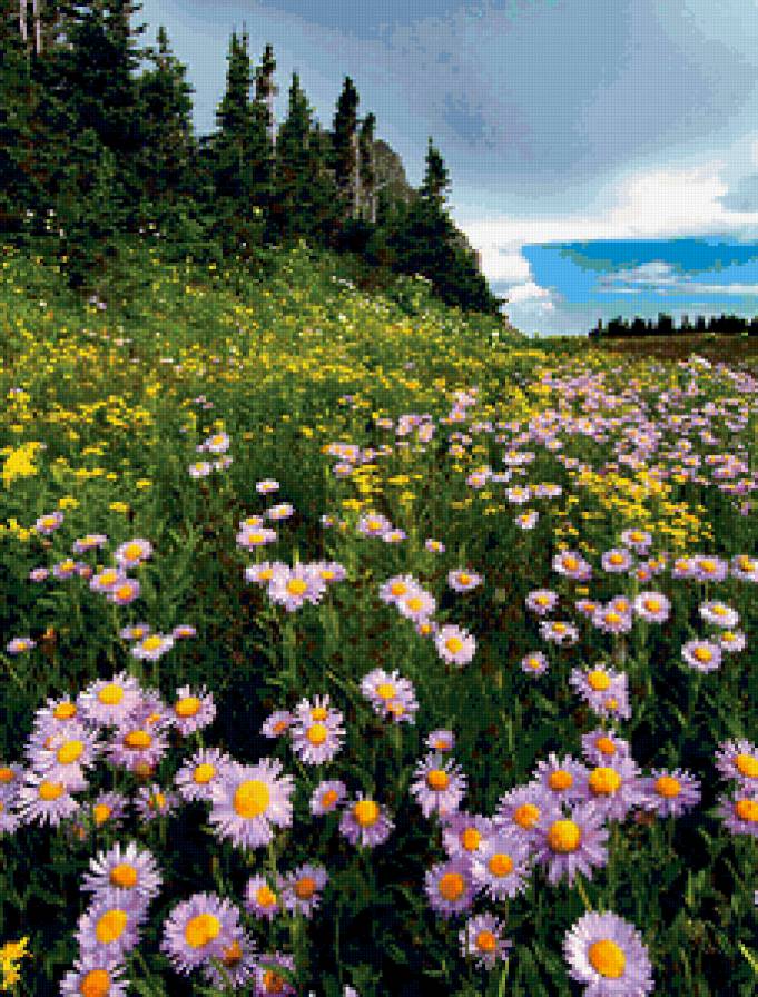 луговые цветы - лето, поле, лес, природа - предпросмотр