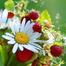 Схема вышивки «Полевые»