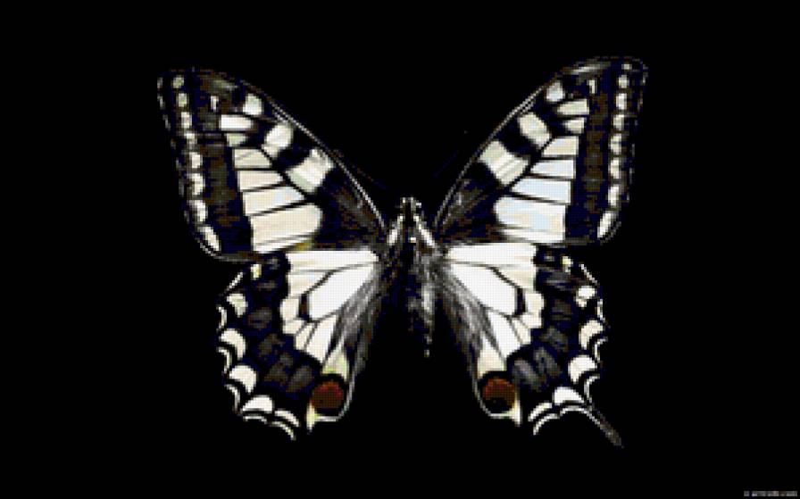 бабочка - предпросмотр