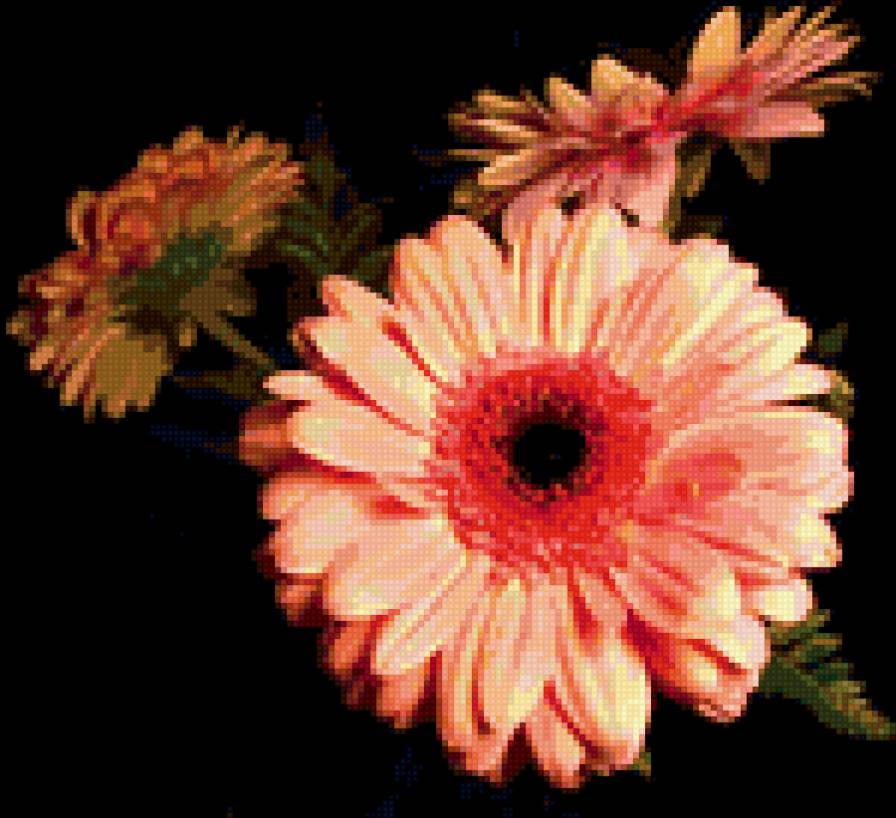 Герберы - герберы, букеты, цветы - предпросмотр