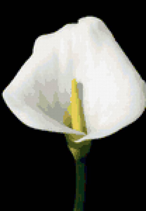 кала - цветы, кала - предпросмотр