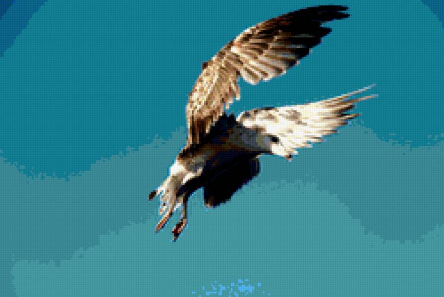 Чайка - чайка, птицы, море - предпросмотр