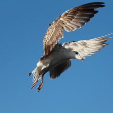 Схема вышивки «Чайка»