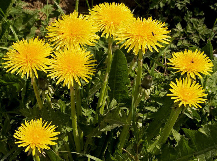 одуванчики - цветы - оригинал